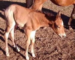 Quarter Horse Website Photo