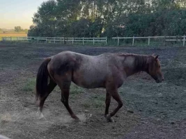 Quarter Horse Website Photos (1)