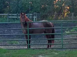 Quarter Horse Website Photos (18)