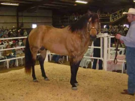 Quarter Horse Website Photos (24)