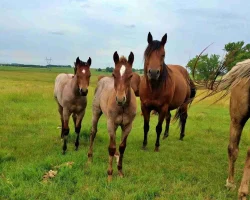 Quarter Horse Website Photos (32)