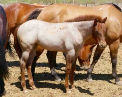 Quarter Horse Website Photos (38)