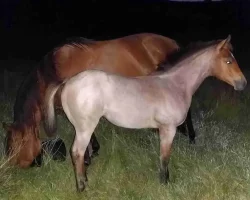 Quarter Horse Website Photos (51)