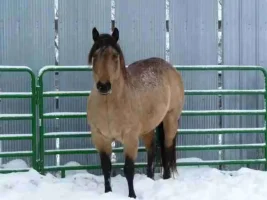 Quarter Horse Website Photos (6)